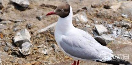 贼鸥为什么叫贼鸥？贼鸥为什么是企鹅的天敌？