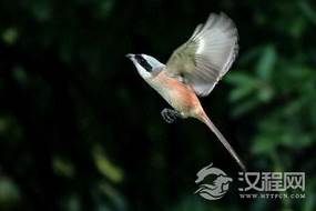 “劳燕分飞”的“劳燕”是什么意思?