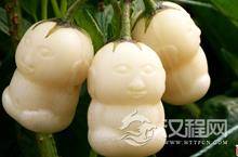 揭秘：你知道真实的人参果是怎么种出来的吗？