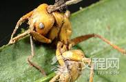 巴西雨林新型物种僵尸蚂蚁的来历