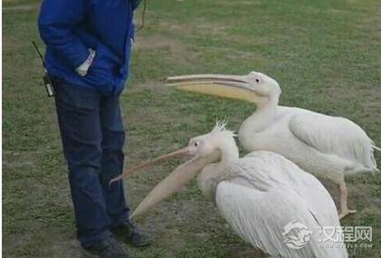 鹈鹕：世界上嘴巴最大的鸟，嘴巴长度达到0.3m
