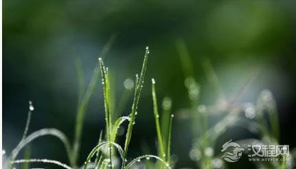 芳草有什么寓意？芳草指的是哪些花？