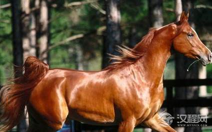 汗血宝马真的会流血吗?现如今为何很少听到汗血马的存在？
