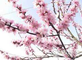 “桃李满天下”这个成语究竟是演变而来的