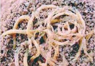 面条作为中国传统主食出现在什么时候？面条的种类又有哪些？