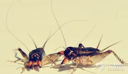 斗蛐蛐这一活动起源于哪个朝代？古代是如何挑选蛐蛐的？