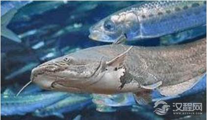 鲶鱼效应最初来自于渔民的故事，与挪威人有着什么关系？