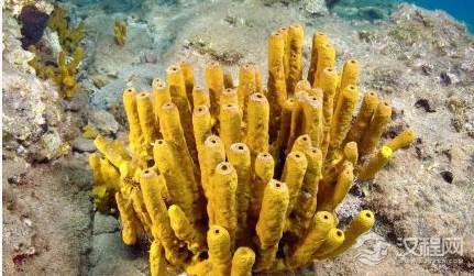 海绵动物简介 海绵动物有哪些？
