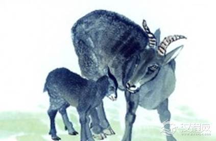 关于羊的生肖神话有哪些？各地区的民俗是怎样的？