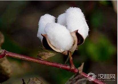 古人是怎么御寒的？棉花是什么时候出现的？