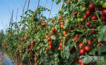 世界上有哪些口味的西红柿？为何现在的口感却变了？