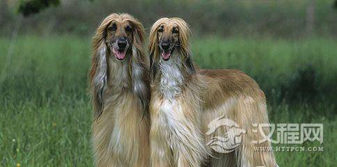 阿富汗猎犬照片