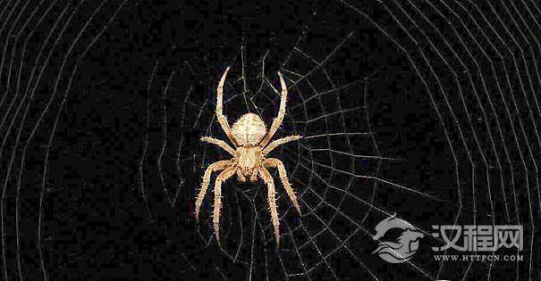 蜘蛛