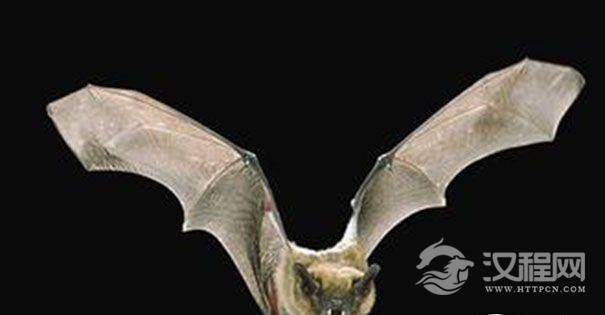 蝙蝠