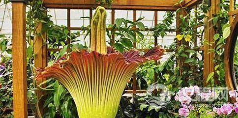 世界上最臭的花