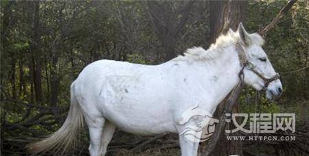 白龙马