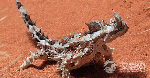 魔鬼棘蜥