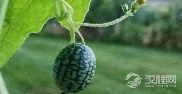世界上最小的西瓜
