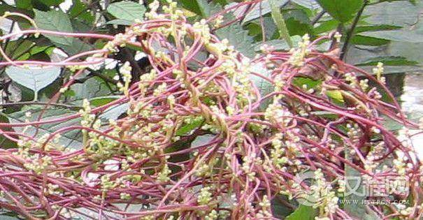 植物的神经之谜