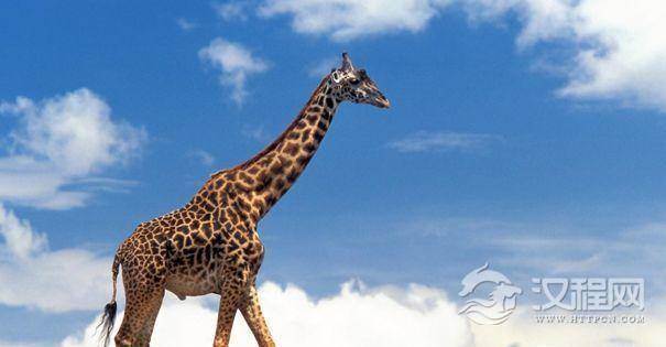 长颈鹿