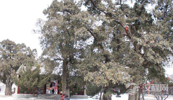 天子陵墓前种柏树