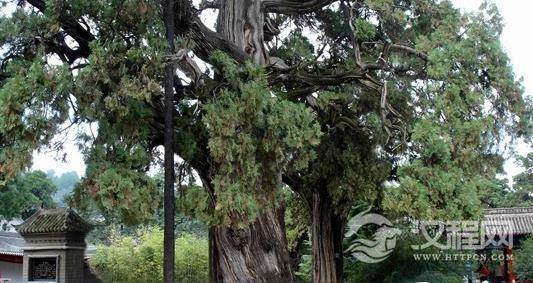 天子陵墓前种柏树