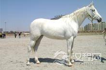 大唐名将风采之李光弼巧施“美马计”