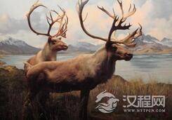 澳大利亚史前大型动物灭绝的直接原因是什么