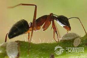 丛林无敌霸主：恐怖食肉蚁竟可以猎杀人类