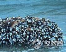 海滩上飘来这 老渔民欣喜若狂!