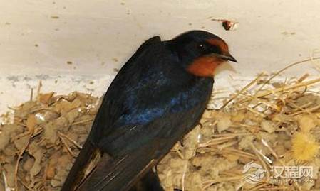 姚玉京的生平如何？割耳铭心，矢志守节，一代名妓寄情燕子