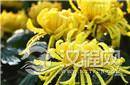 黄花即菊花 古代为何用黄花来形容清白的女子？