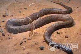 揭秘世界上最毒的蛇为何要以7岁女孩命名?