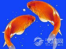 唐朝百姓为什么不能吃鲤鱼也不能贩卖?