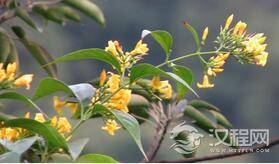 神雕侠侣里的断肠草究竟是什么样的植物
