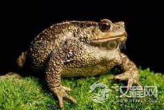 印度向雨神求雨:为癞蛤蟆举行婚礼祈求下雨