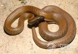 致命毒蛇太攀蛇:毒性竟然比眼镜王蛇还要强！