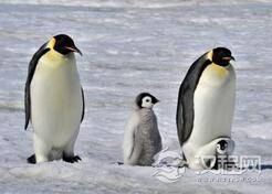 别被骗了!盘点最喜欢给伴侣戴绿帽子的动物
