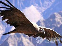 世界上真的存在食尸鬼吗?并且专吃腐肉?