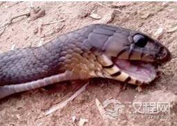 动物界的心机婊：大蛇装死蒙骗人类逃生