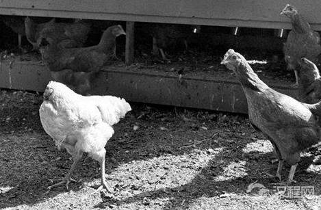 无头鸡麦克是什么东西?没有头的鸡是怎么存活的?