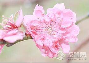 为什么身边有喜欢自己的异性出现叫做桃花运?