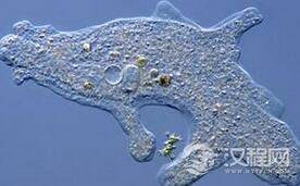 从单细胞变形虫看地球生命是如何进化的?