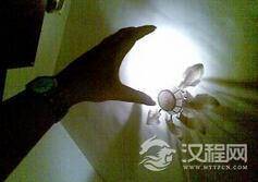 光也能被抓住吗?科学家用箱子困住了光