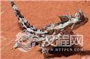 神奇魔鬼棘蜥：竟然是用皮肤来“喝水”的