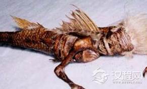 考古发现美人鱼木乃伊现世 世上真有美人鱼吗