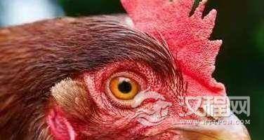 真正的“光学防抖摄像鸡”，再厉害的摄像师也比不上一只鸡！