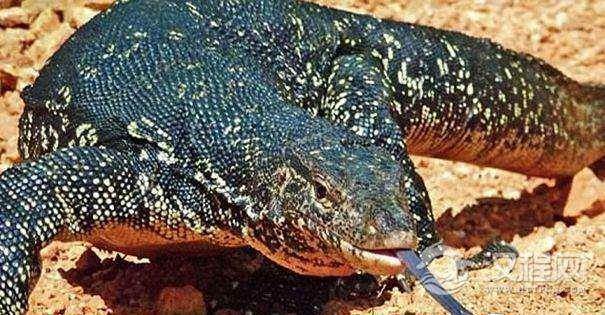 据悉,印度人深信,吃掉这种巨蜥的生殖器官后,男人会有「壮阳」的功效