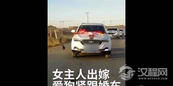 女子新婚出嫁其爱犬狂追婚车6里路依依不舍，网友纷纷发声！