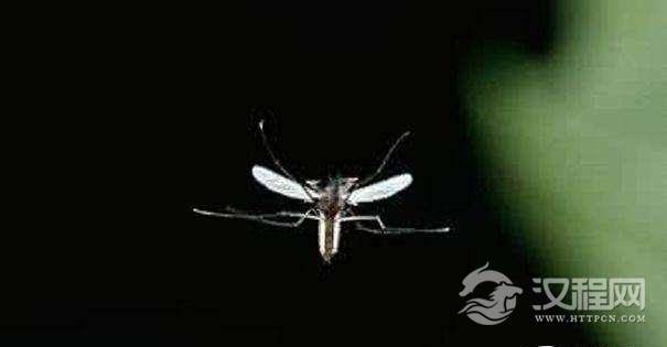 揭开了蚊子飞行之谜，在未来有助于找到阻止蚊子传播疾病的方法！